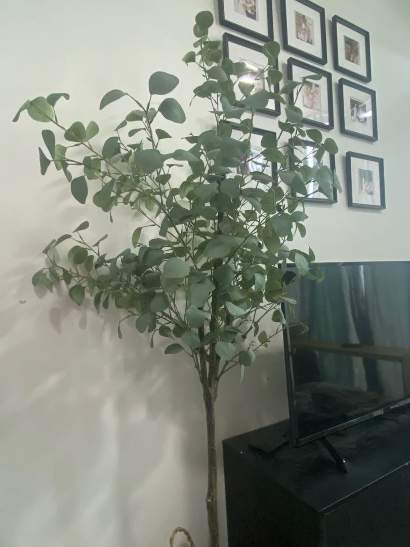 Eucalyptus Tree, Furniture & Home Living, Home Decor, Artificial
