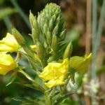 Evening Primrose, A Nutritious And Medicinal Garden Favorite – Eat