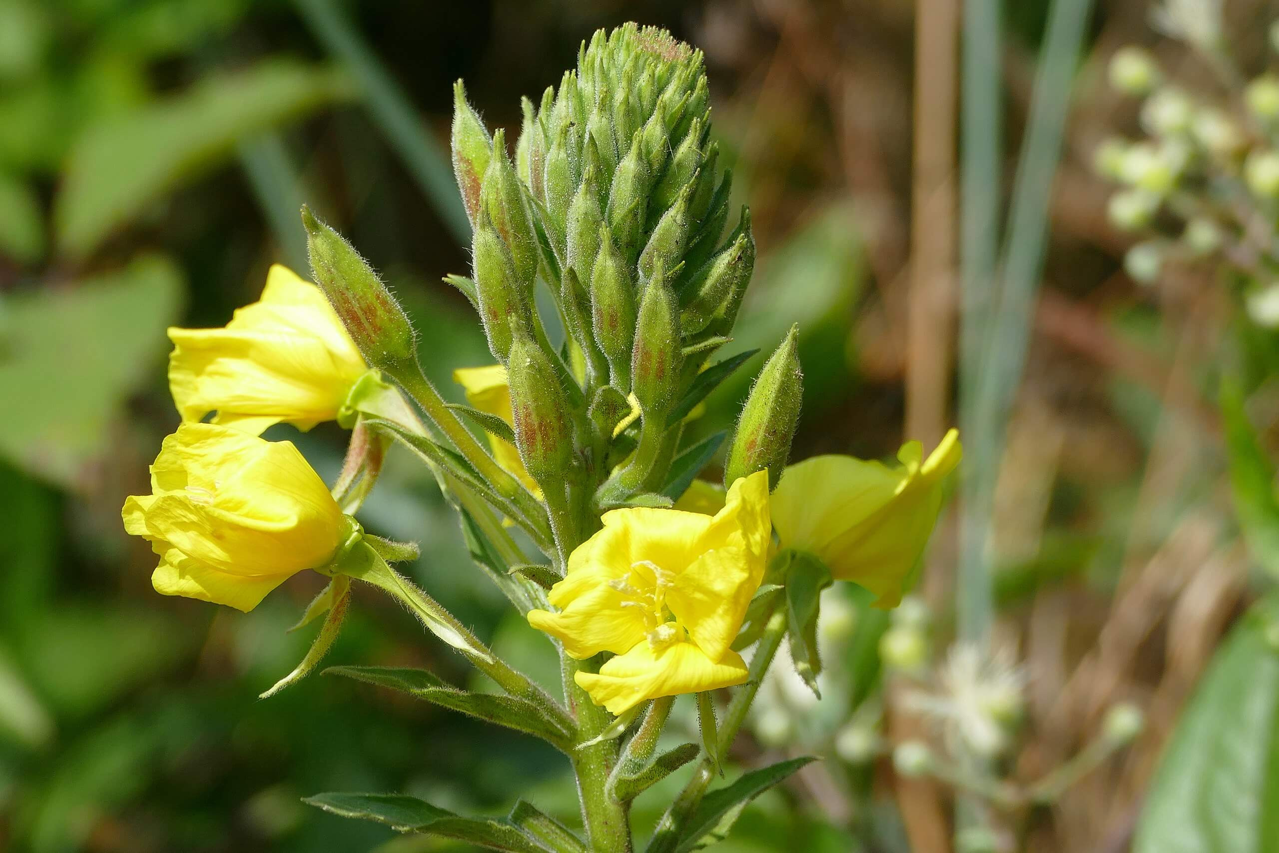 Evening Primrose, A Nutritious And Medicinal Garden Favorite – Eat