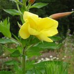 Evening Primrose | Naturescape Wildflower Farm