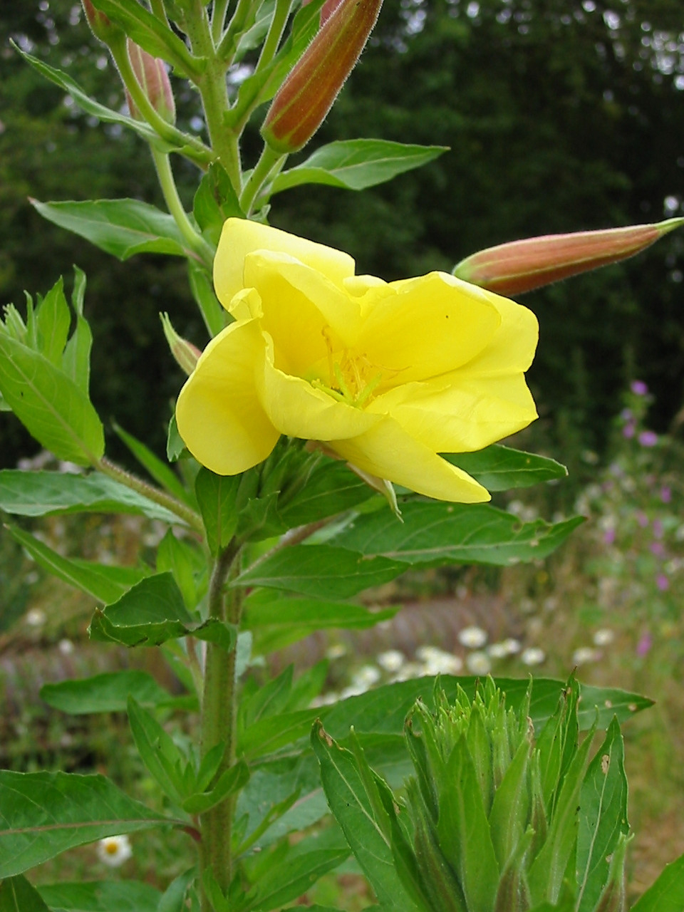 Evening Primrose | Naturescape Wildflower Farm