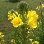 Evening Primrose (Oenothera Biennis) Potted Herb Plant