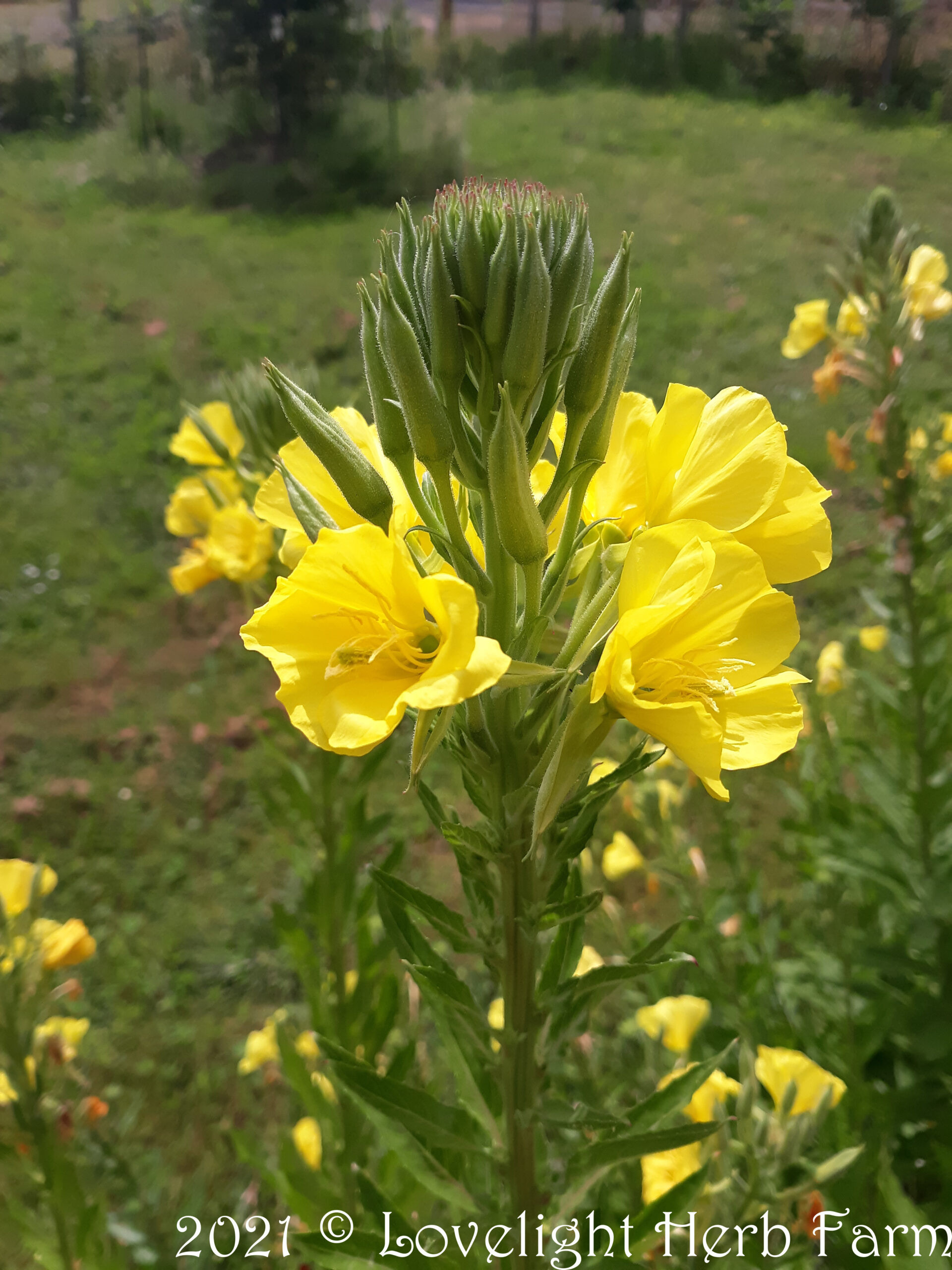 Evening Primrose (Oenothera Biennis) Potted Herb Plant