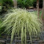 Evergold Carex Plant For Sale (Sedge Grass) | Free Shipping