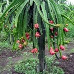 Everything You Need To Know About Dragon Fruit Trees | Fruit Tree