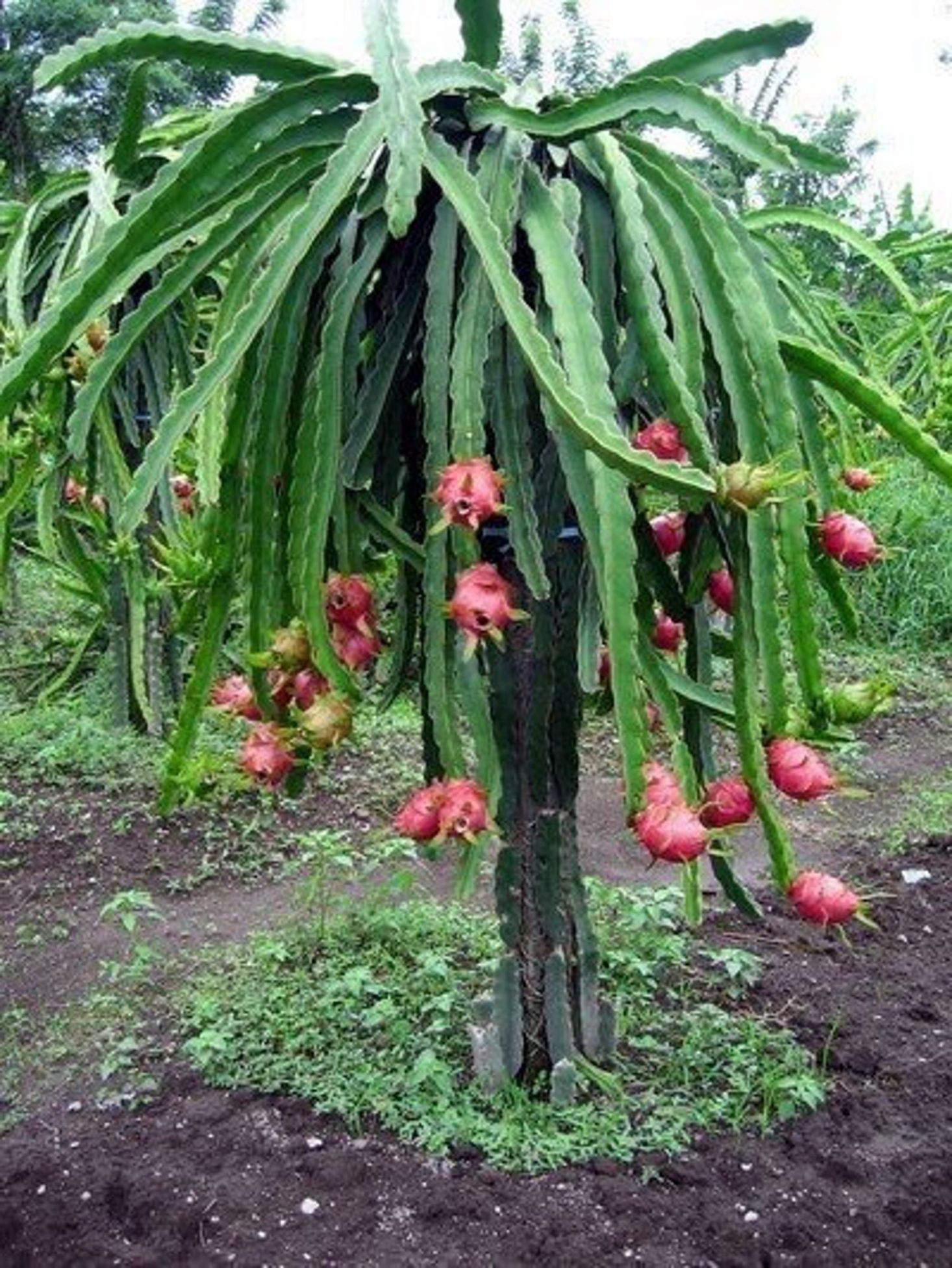 Everything You Need To Know About Dragon Fruit Trees | Fruit Tree