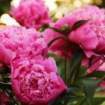 Everything You Need To Know About When To Plant Peonies
