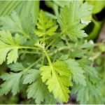 Extract Of Medicinal Plant Artemisia Annua Interferes With