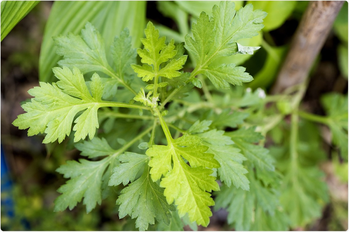 Extract Of Medicinal Plant Artemisia Annua Interferes With
