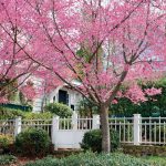 Facts About Cherry Blossoms You Should Know