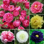 [Fast Germination] Malaysia Ready Stock Multicolor Peony Flower Seeds  20Pcs/Bag Four Seasons Potted Seeds Garden Decor Flower Seeds Vegetable  Live