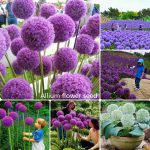 [Fast Germination] Ready Stock In Malaysia 100Pcs Allium Flower Seed Pokok  Bunga Hidup Creative Giant Onion Seed Flowers Seeds Indoor And Outdoor