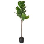 Fejka Artificial Potted Plant, In/Outdoor Fiddle Leaf Fig, 19 Cm