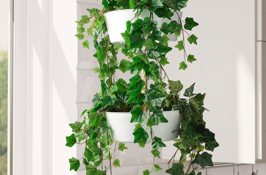 Ivy Plant