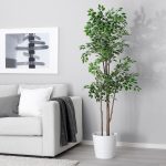 Fejka Artificial Potted Plant, Weeping Fig, 21 Cm - Ikea