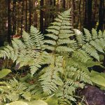 Fern | Description, Features, Evolution, & Taxonomy | Britannica