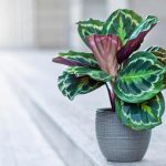 Fertilizing Calatheas: How, When, Why, And What Type To Use – The