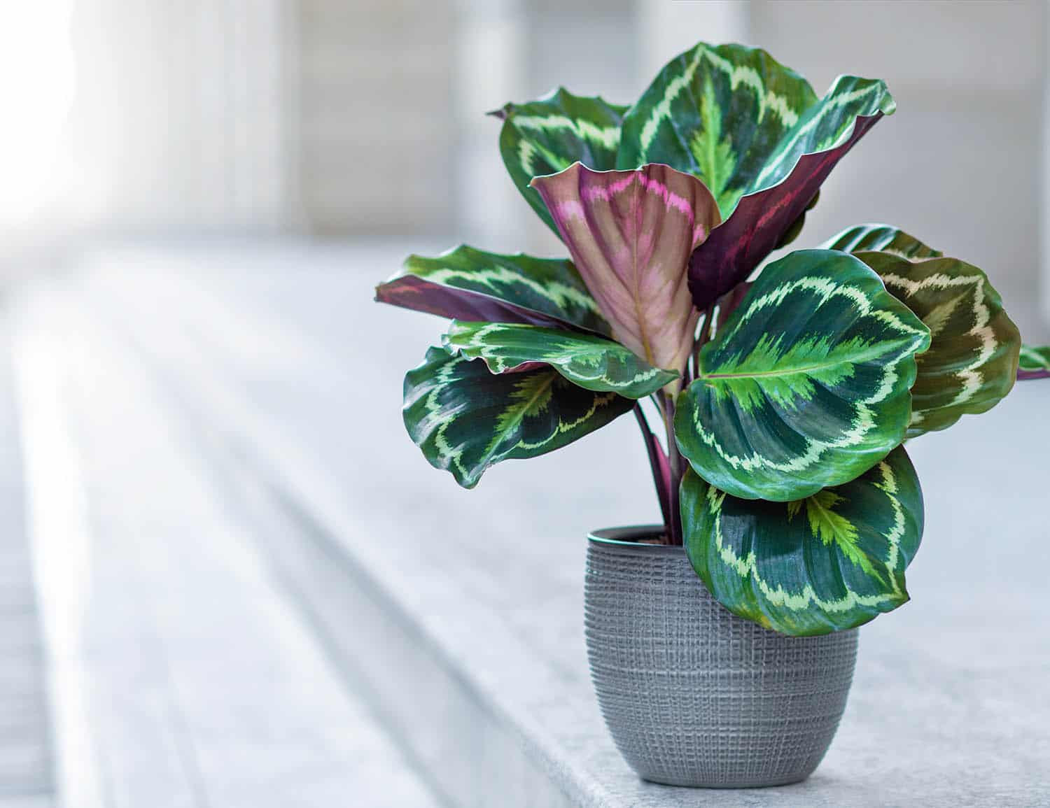 Fertilizing Calatheas: How, When, Why, And What Type To Use – The