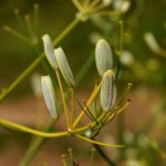 Ferula Bungeana Kitag. | Plants Of The World Online | Kew Science
