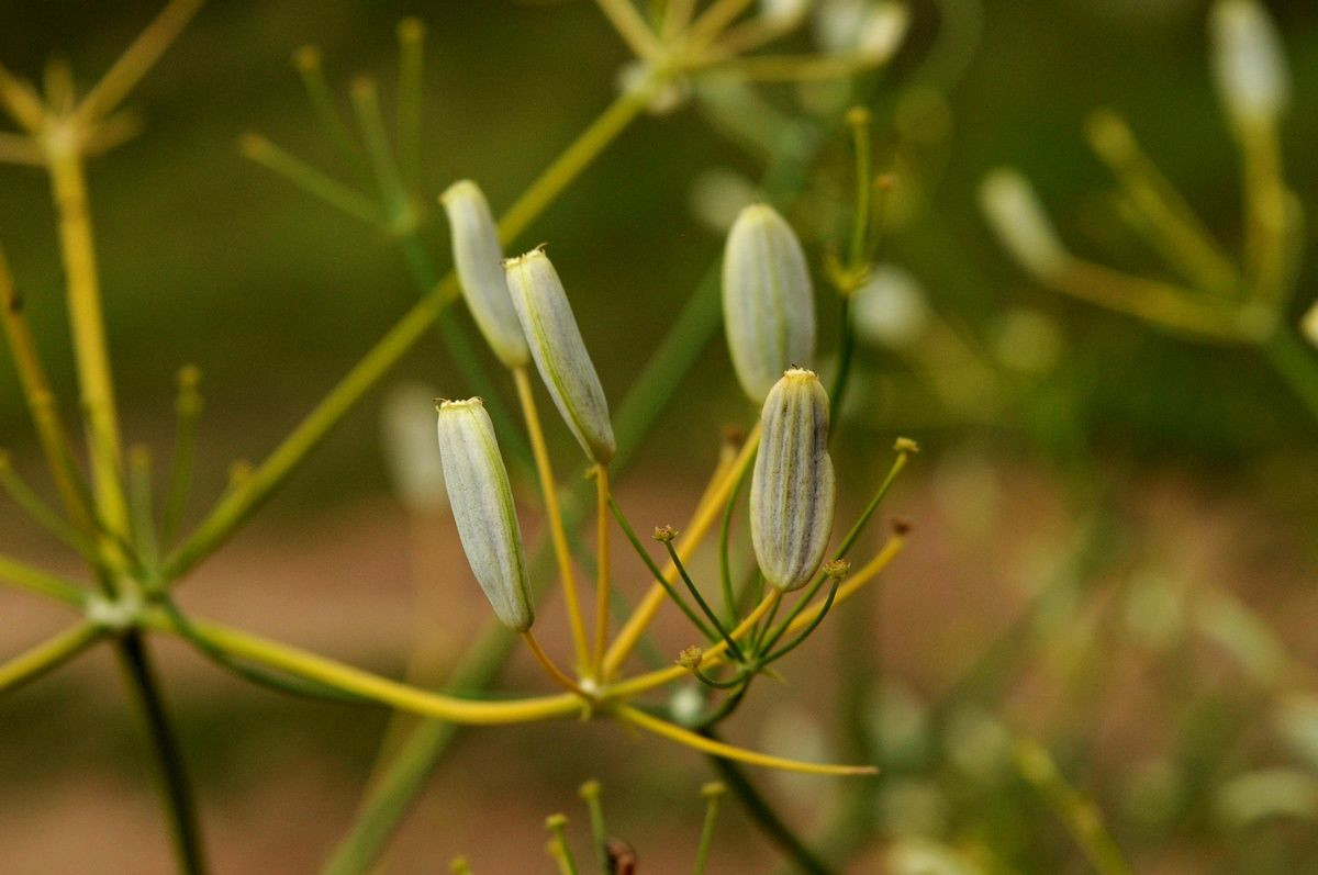 Ferula Bungeana Kitag. | Plants Of The World Online | Kew Science