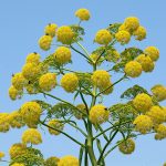 Ferula Communis (Giant Fennel) | Flower Seeds, Fennel, Perennial Herbs