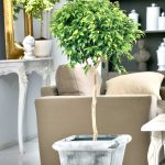 Ficus Benjamina – Tips And Guidance For The Best Possible Care