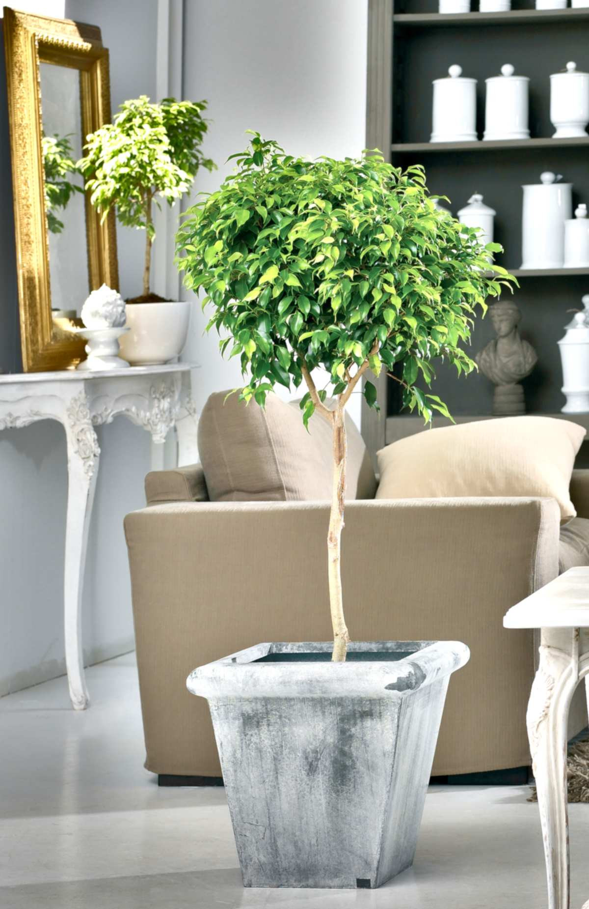 Ficus Benjamina - Tips And Guidance For The Best Possible Care