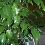 Ficus Benjamina – Wikipedia