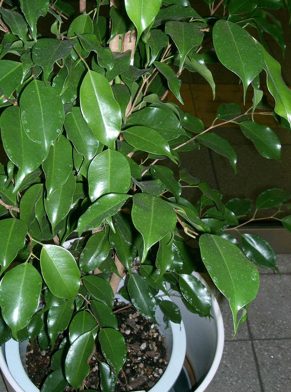 Ficus Benjamina - Wikipedia