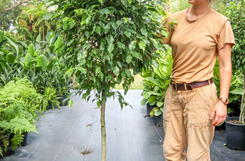  Ficus Tree Plant