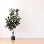 Ficus Tree Care | Lovetoknow