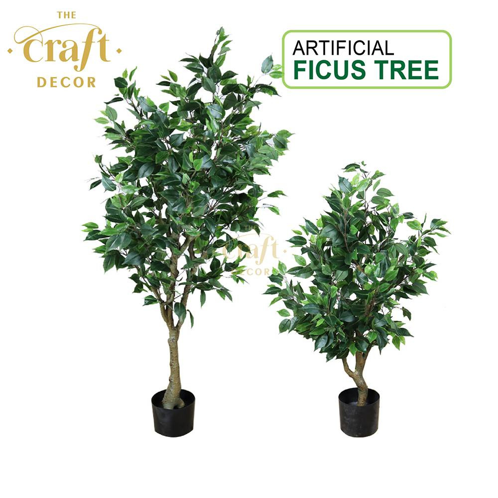 Ficus Tree With Pot