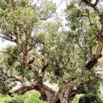 Ficus – Wikipedia