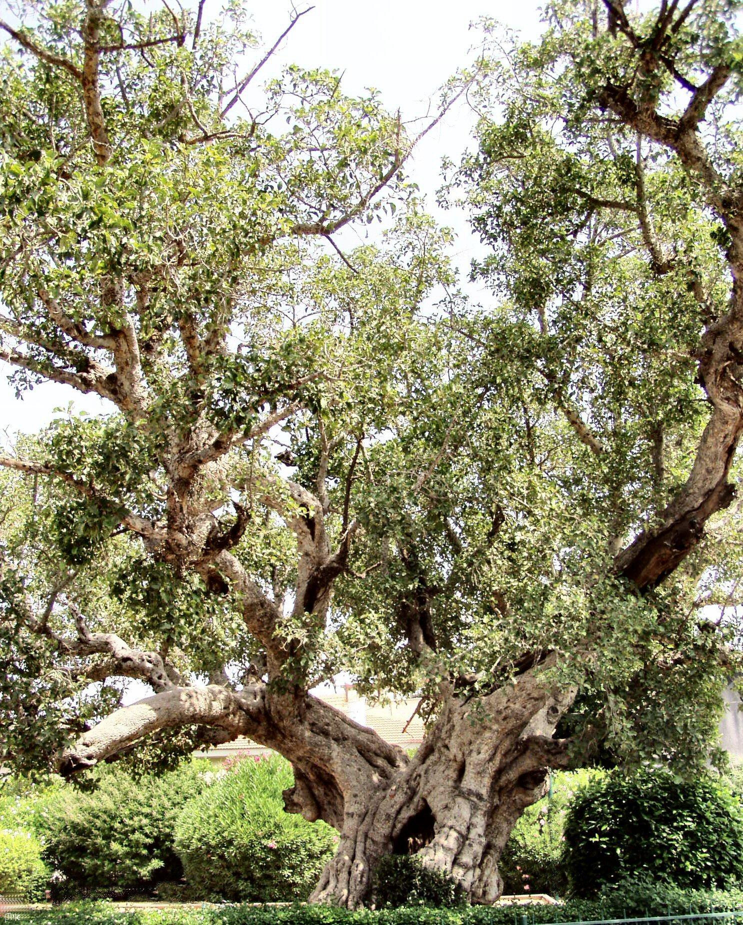 Ficus – Wikipedia