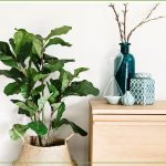 Fiddle Leaf Fig Care Guide: Growing Information And Tips | Proflowers