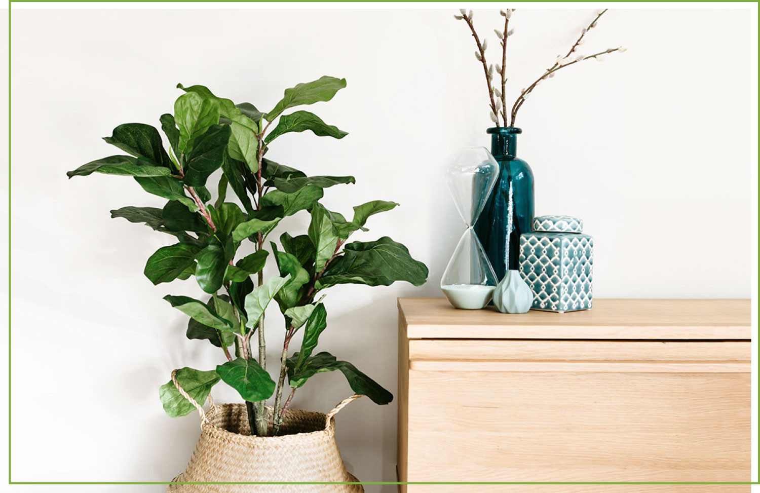 Fiddle Leaf Fig Care Guide: Growing Information And Tips | Proflowers