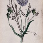 Field Scabious Plant (Knautia Arvensis): Flowering And Fruiting