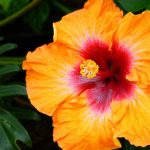 Fiesta Hibiscus: How To Grow, Plant, And Care For These Popular