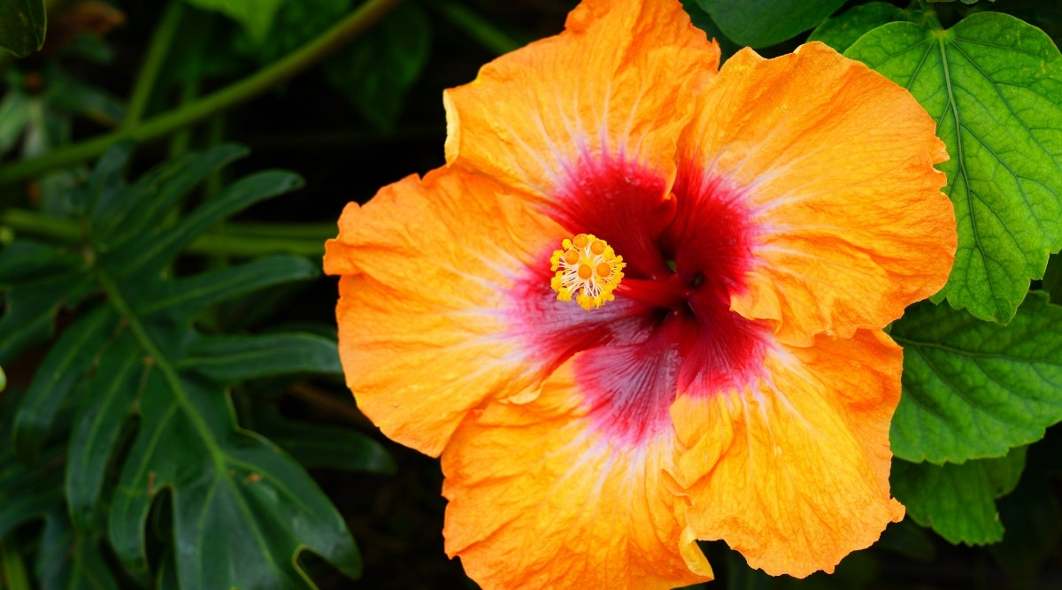 Fiesta Hibiscus: How To Grow, Plant, And Care For These Popular