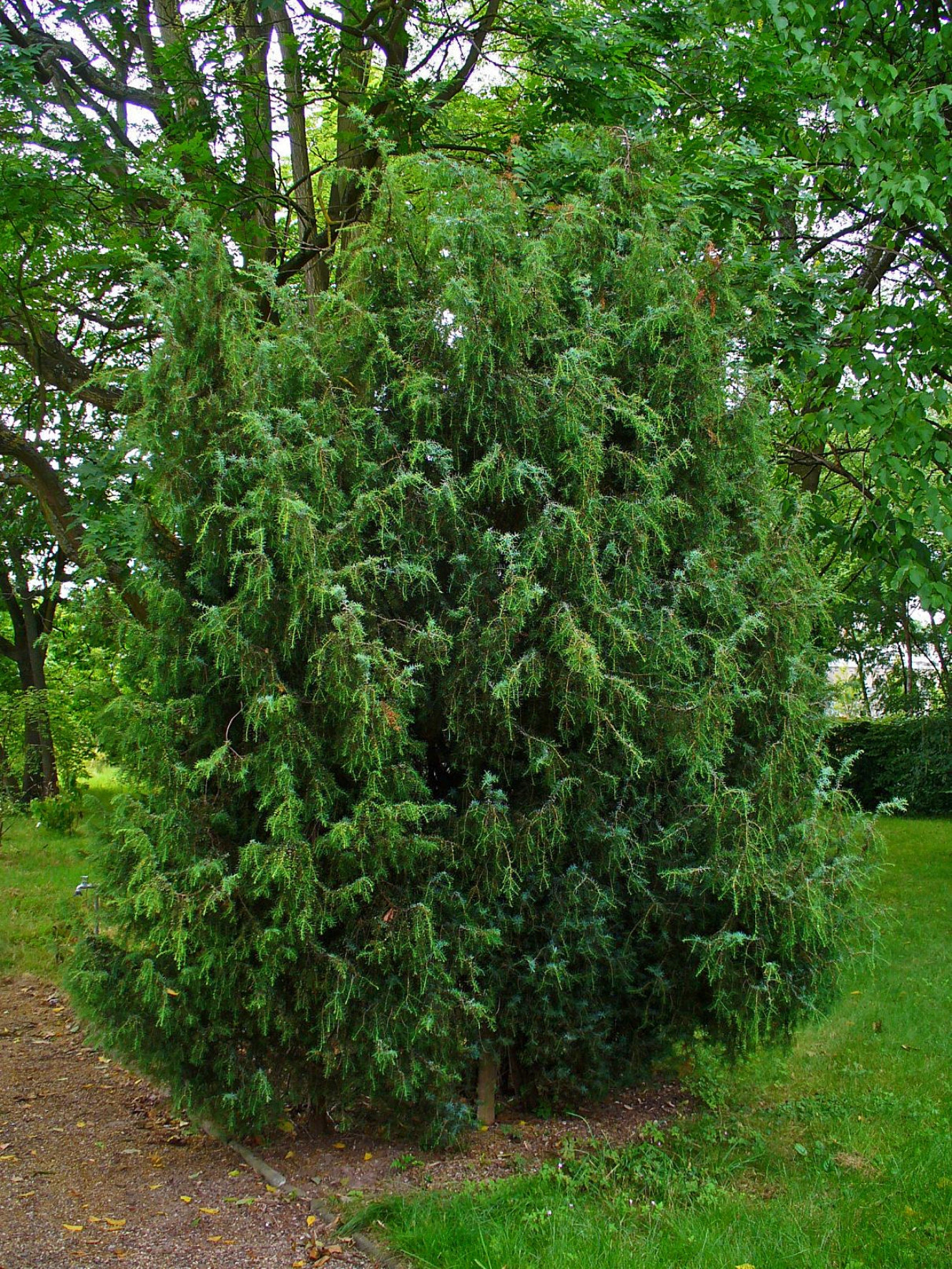 File:juniperus Communis 001 - Wikimedia Commons