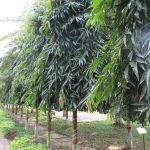 File:polialthia Longifilia (Weeping Ashoka) Tree In Rda, Bogra 01