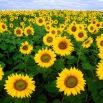 File:sunflowers Helianthus Annuus – Wikipedia