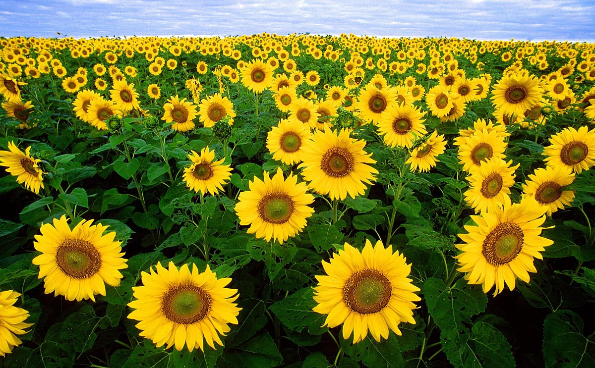 File:sunflowers Helianthus Annuus - Wikipedia