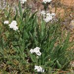 File:yarrow Achillea Millefolium Plant – Wikimedia Commons