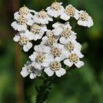 File:yarrow (Achillea Millefolium) – Wikipedia