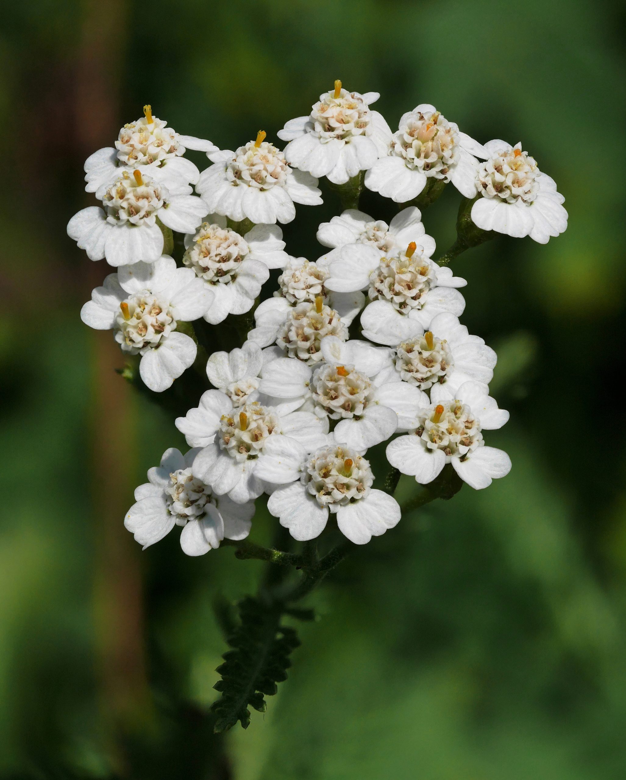 File:yarrow (Achillea Millefolium) - Wikipedia