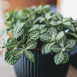 Fittonia Plant Care - How To Grow Nerve Plants | Apartment Therapy