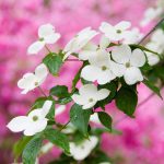 Flowering Dogwood Trees Are Beautiful In All Seasons