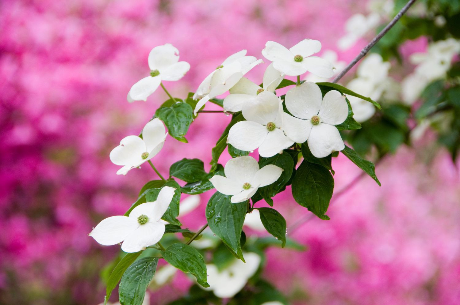 Flowering Dogwood Trees Are Beautiful In All Seasons