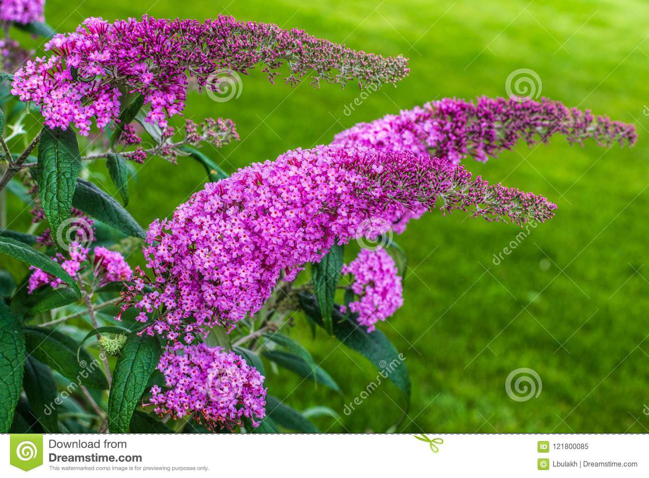 Flowering Plant Buddleja Davidii – Really Butterfly Bush Stock